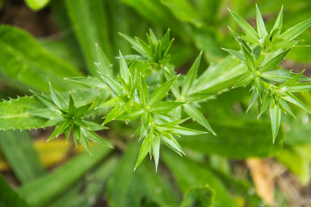 Green Flowerの写真素材