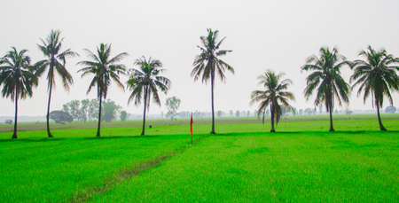 Green grass tree and skyの写真素材
