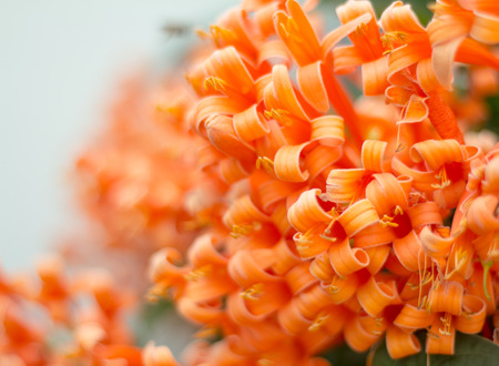 orange flower の写真素材
