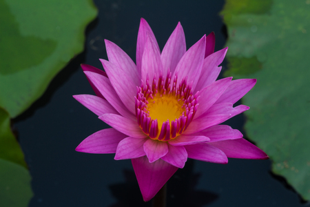 Pink color fresh lotus blossom on pond backgroundの写真素材