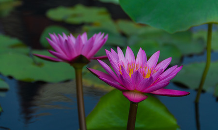 Twin lotus in lakeの写真素材