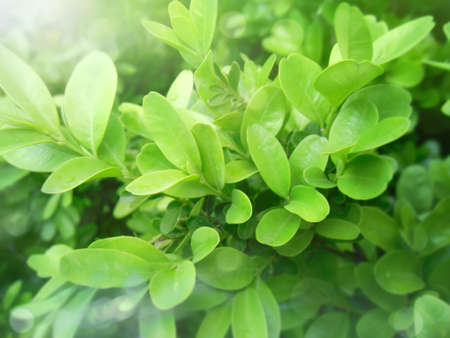 Green foliage of garden, park plants. Bokeh effect, macro photography.