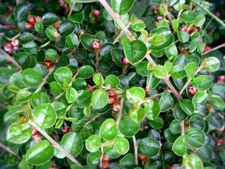 Green foliage, ornamental flowering plants of the garden, parks.