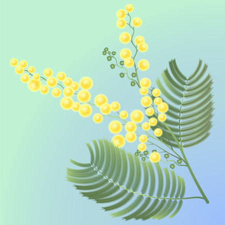 Branch of blooming mimosa. The image is separated from the background. Vector illustration.のイラスト素材
