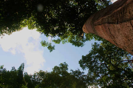 Tree in the forest