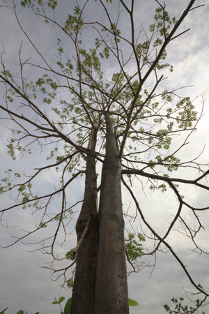 Tree stands under dark cloudy sky imageの写真素材