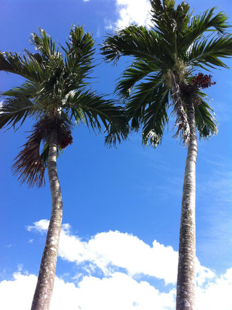 Two palm trees under sunny dayの素材