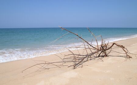 Tree branch on the empty beachの写真素材