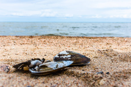 seashell on the beachの写真素材