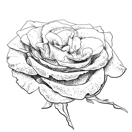 highly detailed hand drawn rose のイラスト素材