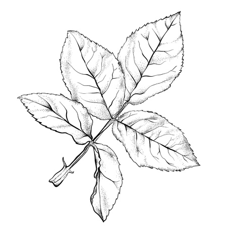 highly detailed hand drawn rose のイラスト素材