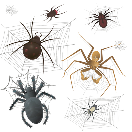 Set of spiderweb with spiders. Arachnid insect collection. Vector Illustration on white backgroundのイラスト素材