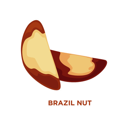 Vector colorful illustration of brazil nut. Isolatedのイラスト素材