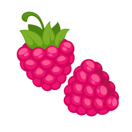 Pink Raspberry Berry Realistic Vector Illustrationのイラスト素材