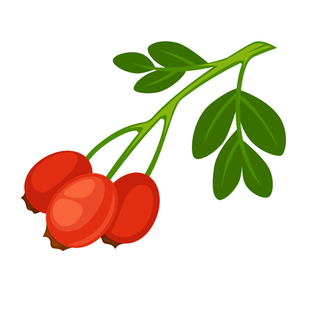 Rose Hip Fruit of Rose Plant Isolated on Whiteのイラスト素材