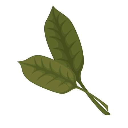 Common sorrel or garden sorrel leaves isolated on white background.のイラスト素材