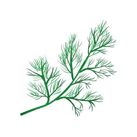 Dill branch isolated on white.Annual herb in celery family.のイラスト素材