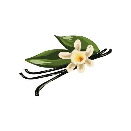 Vanilla pods, orchid flower and green leaves isolated on whiteのイラスト素材