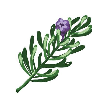 Rosemary branch and purple flower isolated on white. Rosmarinus officinalisのイラスト素材