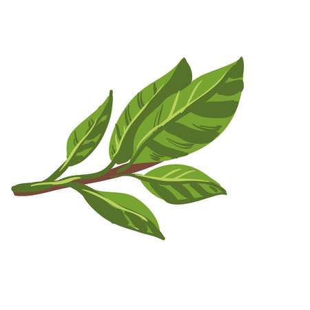 Fresh laurel bay leaves on branch. Healthy food organic plant.のイラスト素材