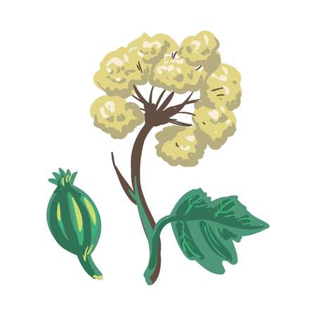 Lovage herbaceous, tall perennial plant isolated on white. Medical herbのイラスト素材