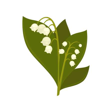 Twigs of close up lily of the valley isolated pictureのイラスト素材