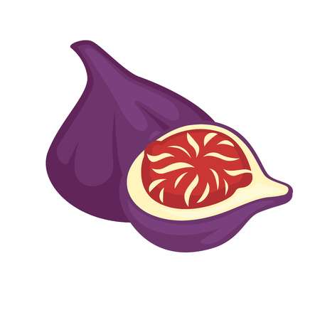 Sandpaper fig whole and half isolated. Purple fresh ficusのイラスト素材