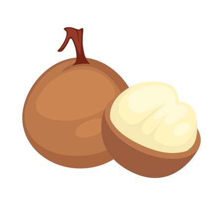 Longan exotic tropical fruit flat isolated iconのイラスト素材