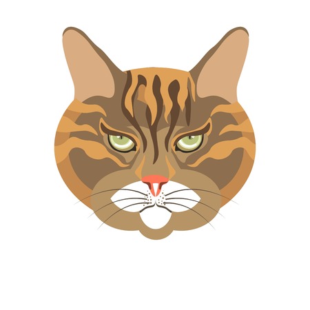 Abyssinian old cat colorful portrait isolated on whiteのイラスト素材