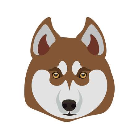 Siberian Husky purebred breed close up dog portrait on white. Isolated domestic animal head with small round hazel eyes, black nose, light grey and brown hair vector illustration in flat designのイラスト素材