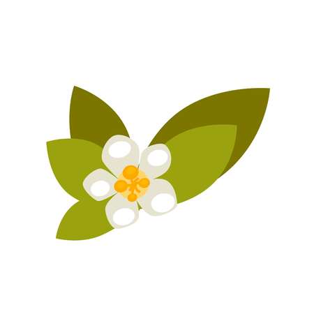 Vanilla flower with green leaves isolated on white background. Plant in blossom with yellow middle center vector illustration. Decorative blooming element in flat design, stylish floral decorのイラスト素材
