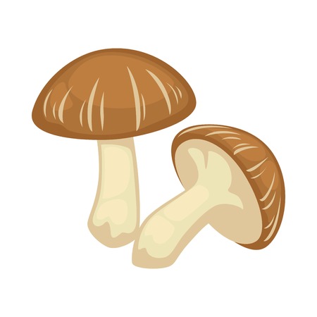 Two shiitake mushrooms on white background vector illustrationのイラスト素材