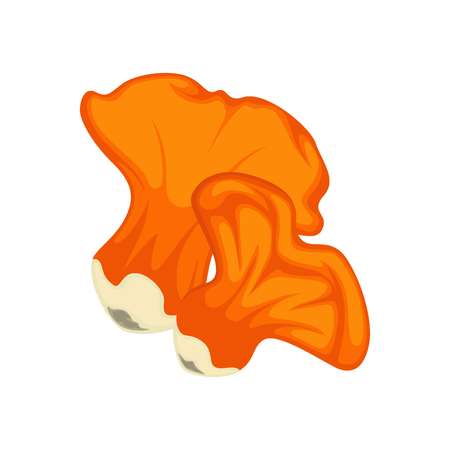 Big and little orange lobster mushrooms isolated on whiteのイラスト素材