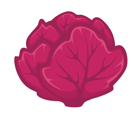 Red cabbage headのイラスト素材