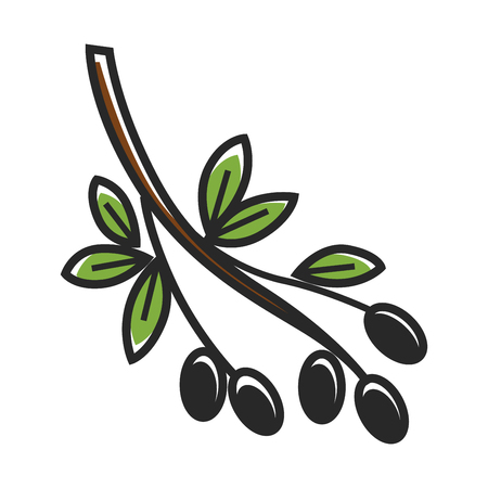 Olive tree branch with leaves and fruits isolated illustrationのイラスト素材