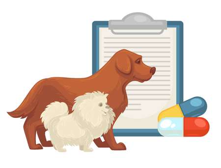 Pet vet or animal veterinary doctor or clinic flat icon of dog, cat and treatment vitamin pills, diagnosis or doctor prescription sheet. Vector zoo veterinarian infographic design templateのイラスト素材
