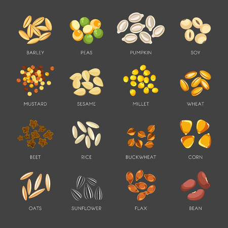 Seeds of natural plants in small heaps setのイラスト素材