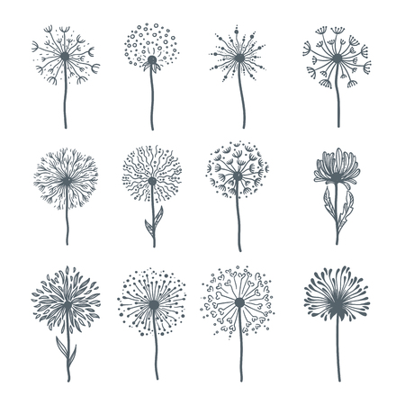 Tender wild dandelion in all phases of blooming. Flower with fresh petals and small seeds on thin stem with leaves isolated cartoon flat monochrome vector illustrations set on white background.のイラスト素材