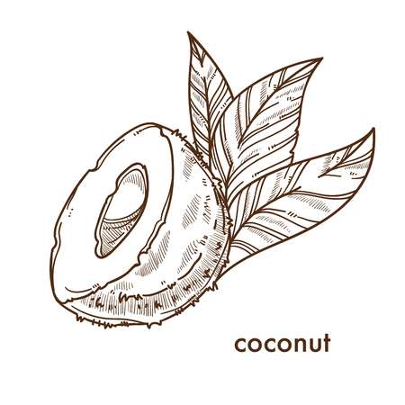 Half of natural coconut with small palm leavesのイラスト素材