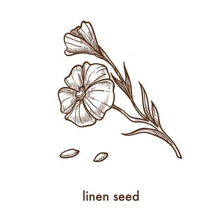 Linen seed and flower on thin stem monochrome sketch. Healthy grains used in food and that can grow into herbal plant with blossom isolated cartoon flat vector illustration on white background.のイラスト素材
