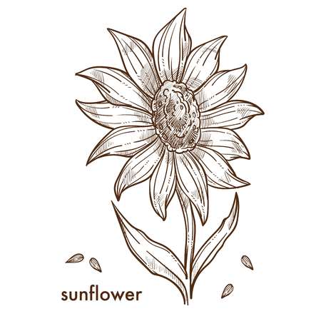 Ripe sunflower with big blossom and seeds monochrome sketch. Plant grown on field that produces edible grains in shell and oil to cook isolated cartoon flat vector illustration on white background.のイラスト素材