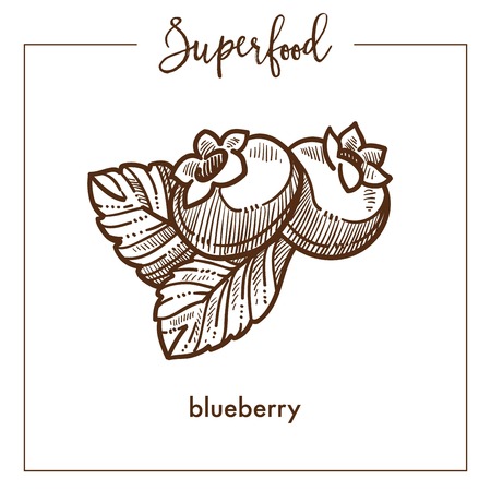 Ripe sweet blueberry with leaves monochrome superfood sketch.のイラスト素材
