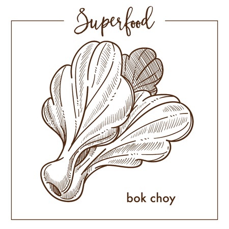 Bok choy vegetable monochrome superfood sepia sketch.のイラスト素材