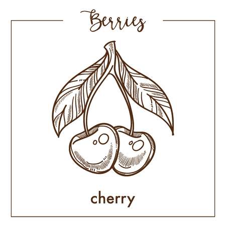 Cherries pair with leaves monochrome berry sepia sketch. Delicious natural juicy product of sweet taste. Ripe fruit grown on tree isolated cartoon flat vector illustration on white background.のイラスト素材