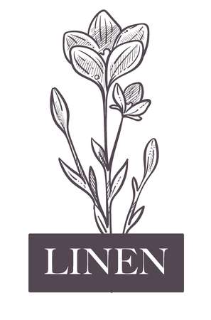 Linen natural production, plant with flowers and leavesのイラスト素材