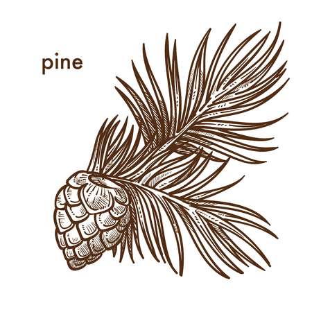 Pine tree branch with needles and cons, monochrome sketch outline vector. Natural plant, forest vegetation, foliage and frondage. Traditional flora on Christmas and new year winter celebrationのイラスト素材