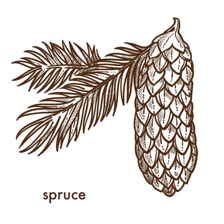 Spruce branch of tree, leaves and cone isolated icon