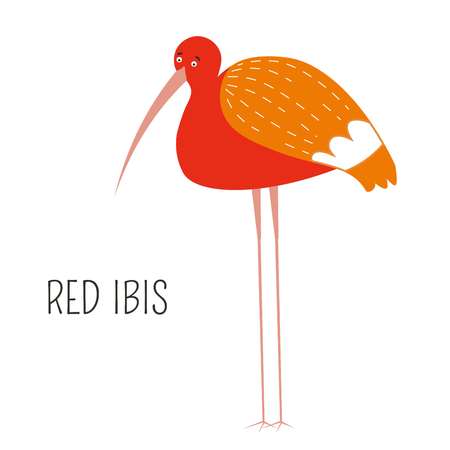 Red Ibis eudocimus ruber shorebird type, scarlet bird vector. Birdie on long neck, having big beak, wilderness and wildlife. Character with unique coloring and wings, South America dickey and textのイラスト素材
