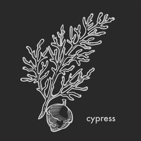 Cypress branch with cone, leaves, coniferous tree stems detailed close up hand drawn sketch, concept flat monochrome vector illustration and textのイラスト素材