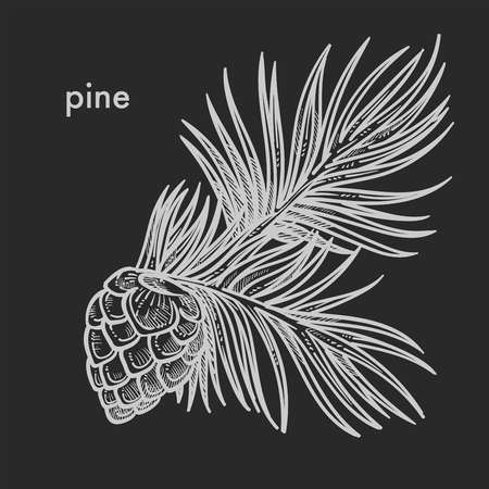 Pine cone with needle leaves, coniferous tree detailed close up hand drawn sketch, concept flat monochrome vector illustration and textのイラスト素材